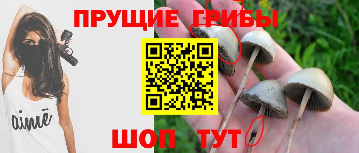 Псилоцибиновые грибы Psilocybine cubensis  Вход с VPN  Галлюциногенные грибы Psilocybine cubensis  Карталы 
